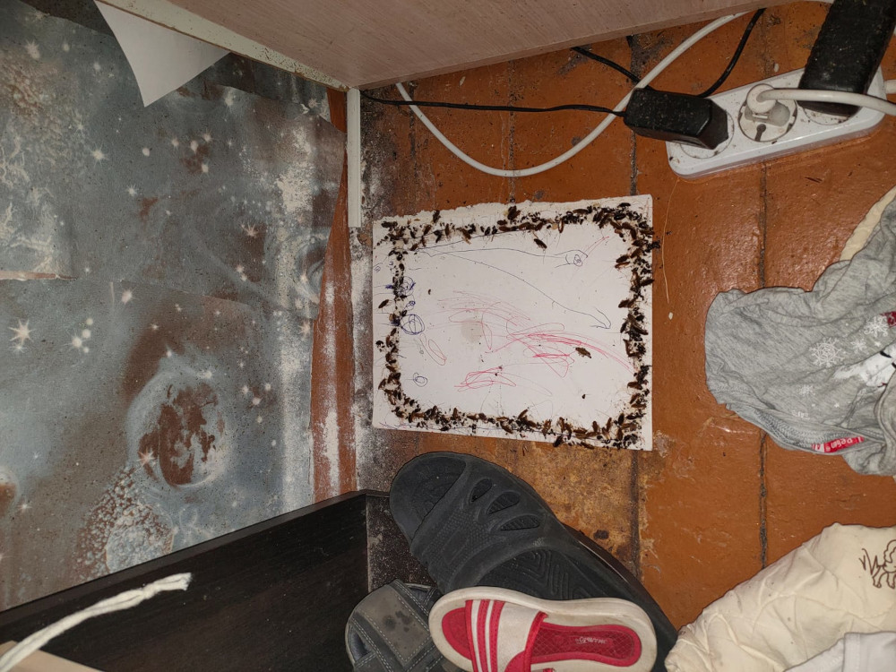 Обработка квартир и домов от тараканов в г. Фрязино с уничтожением после травли