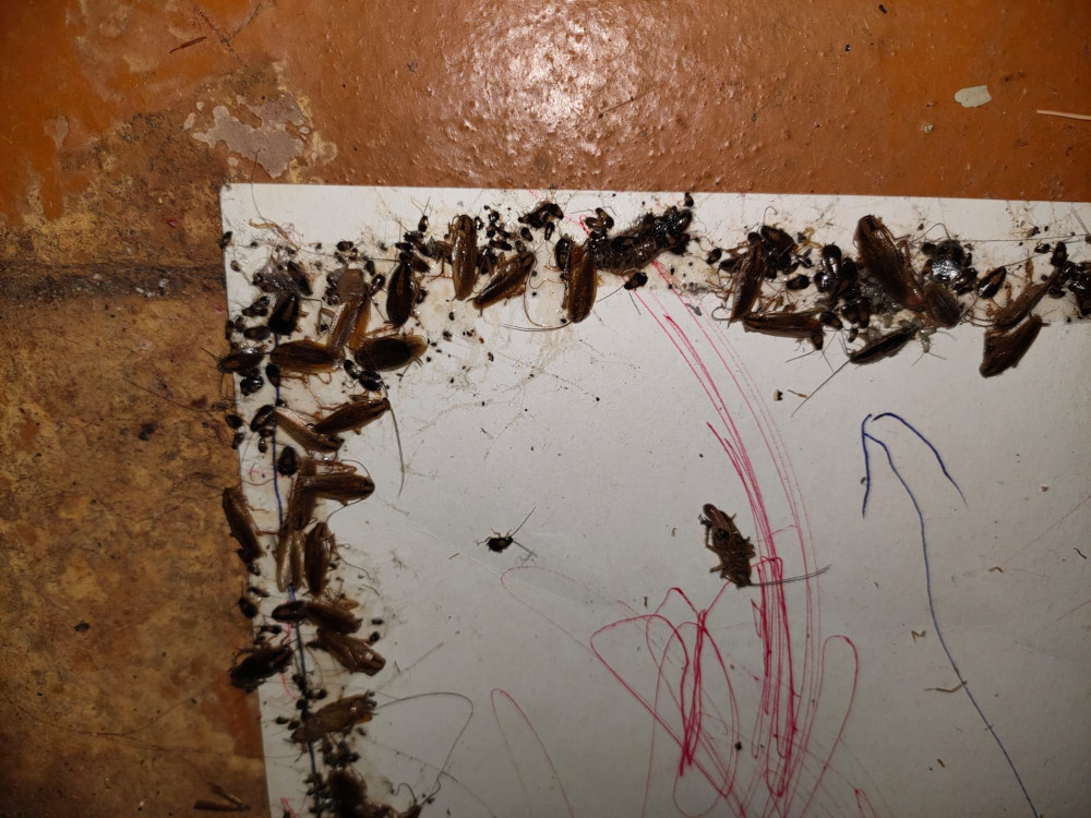 Уничтожение тараканов в Рузе надежной отравой с обработкой дома после травли холодным и горячим туманом
