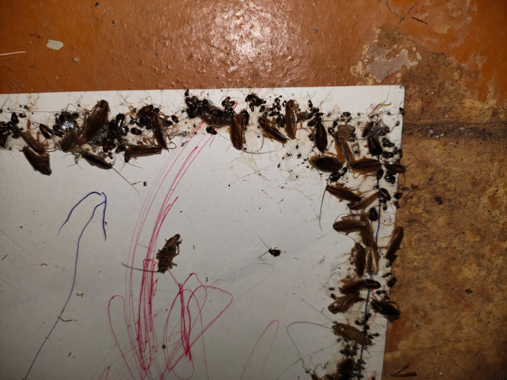 Уничтожение тараканов в г. Истра - травля квартир и домов эффективным средством 