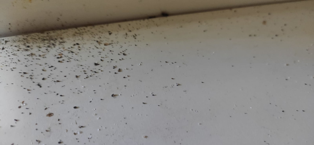 Уничтожение тараканов в Дедовске с обработкой квартир и домов после травли