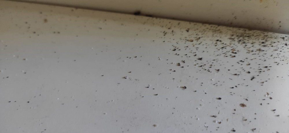 Уничтожение тараканов в Обнинске с обработкой квартиры после травли