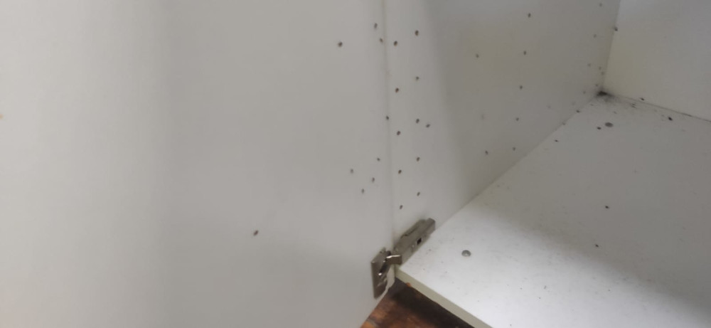Эффективная травля и уничтожение тараканов в Карабаново с обработкой квартир недорого и быстро