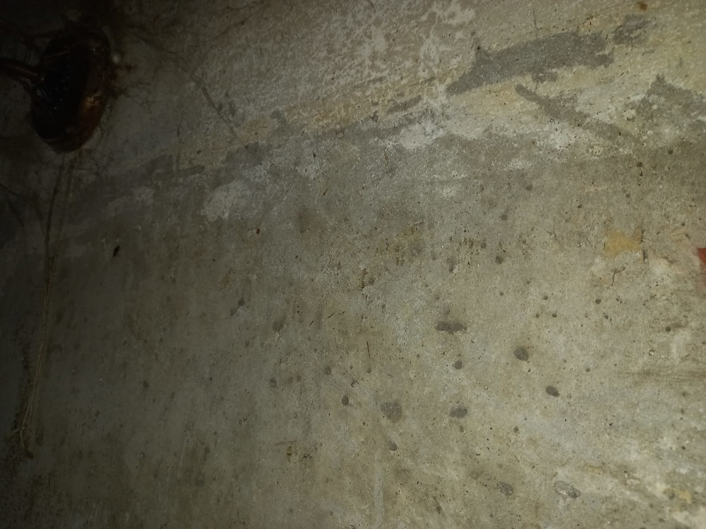 Травля и уничтожение тараканов в Ступино с обработкой квартиры туманом горячим и холодным