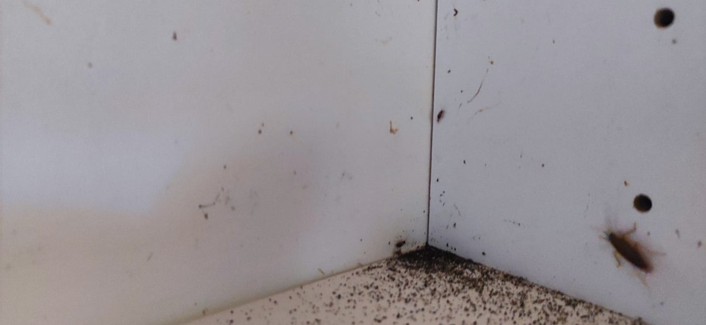 Уничтожение тараканов в Обнинске с обработкой квартиры после травли эффективными методами
