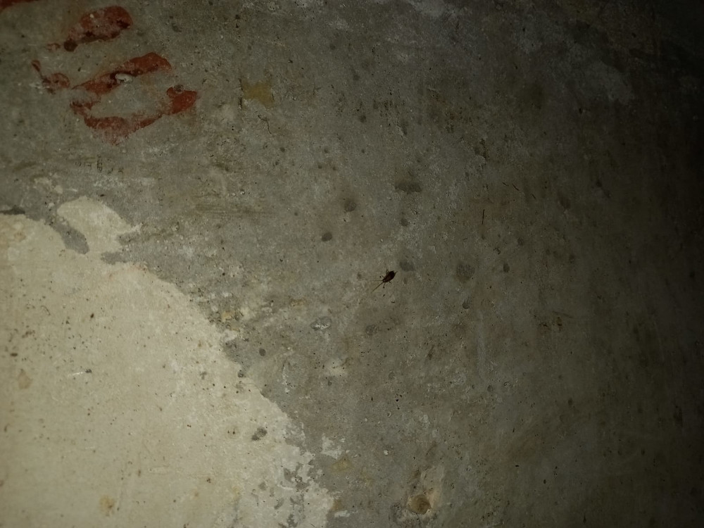 Уничтожение тараканов в Балабаново эффективным средством с обработкой квартиры