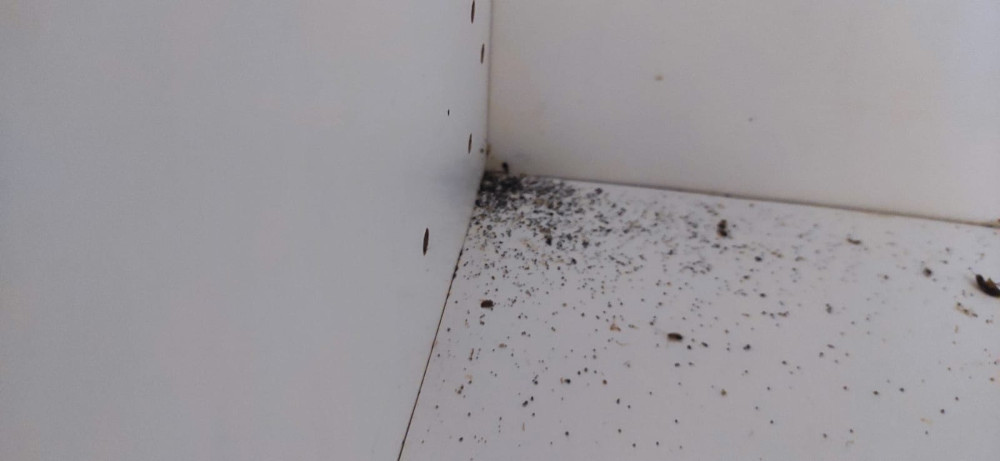 Уничтожение тараканов методом холодного тумана в Обнинске