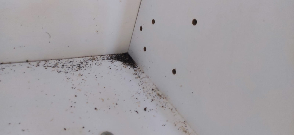 Уничтожение тараканов в Александрове после травли и обработки квартиры