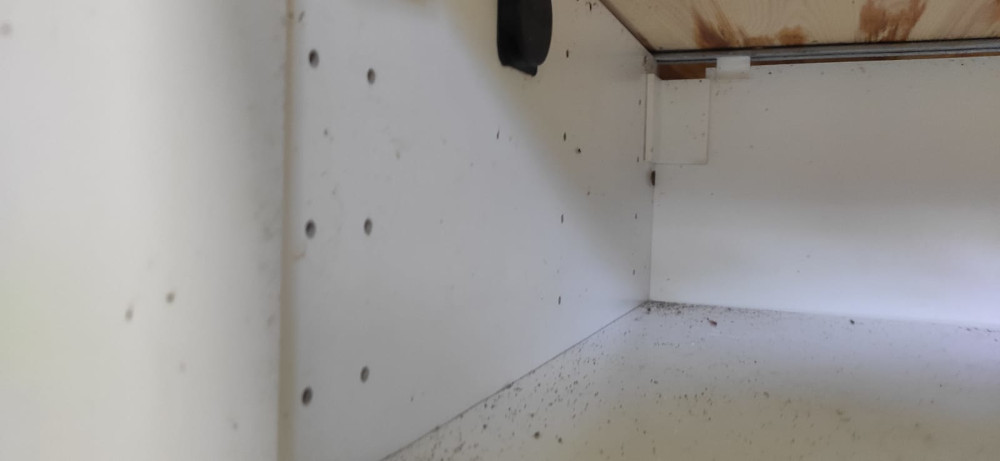 Уничтожение тараканов в Александрове после травли и обработки квартиры по цене мастера