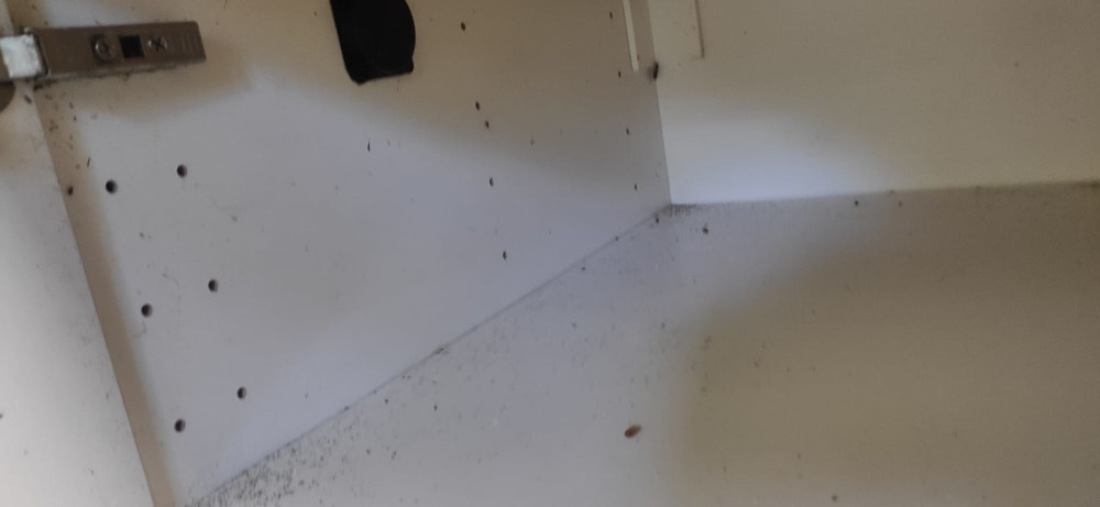 Быстрое уничтожение тараканов в Кольчугино с обработкой квартир и домов после травли