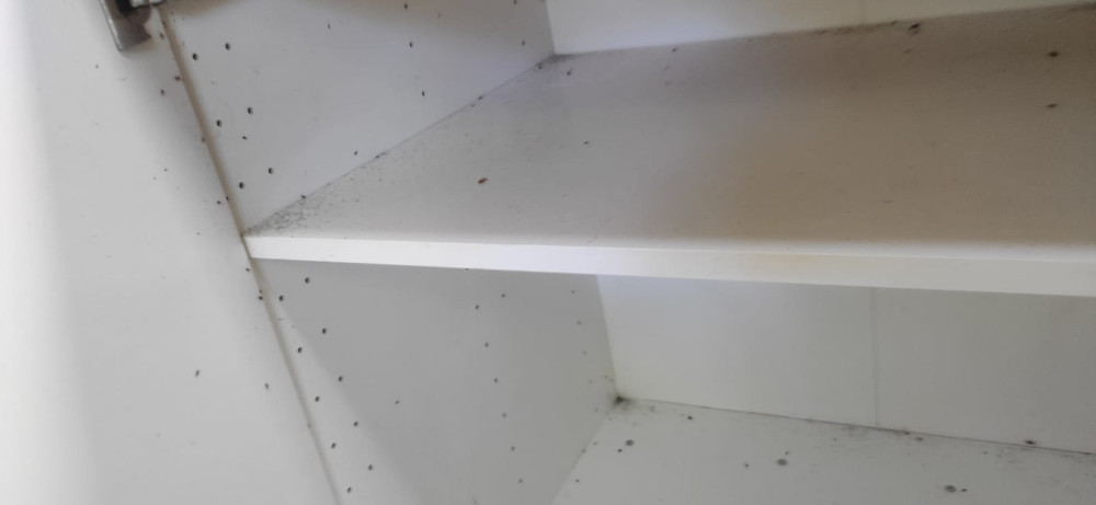 Быстрое уничтожение тараканов в Кольчугино с обработкой квартир и домов после травли недорого