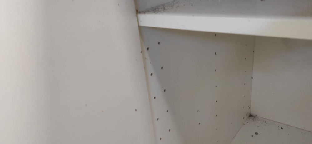 Тараканы и следы жизнедеятельности на полках и тумбочках в квартире г. Кольчугино