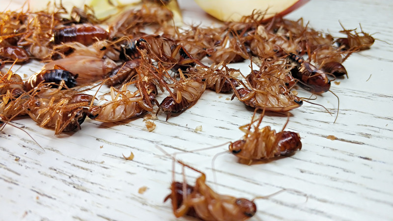 Уничтожение тараканов в Электростали по выгодной цене на дому с дезинфекцией