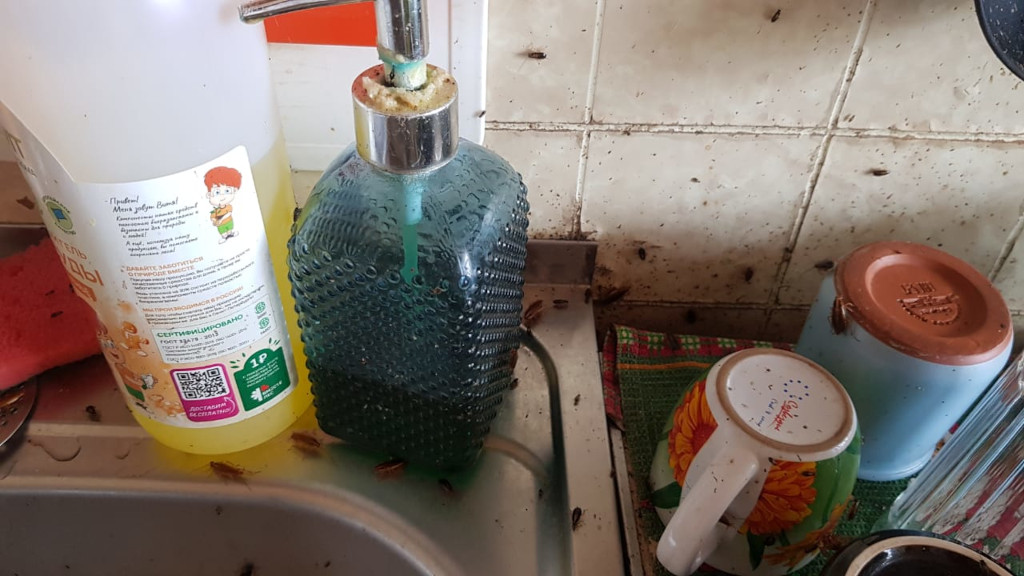 завелись тараканы в посуде на кухне в г. Люберцы  - фото перед травлей