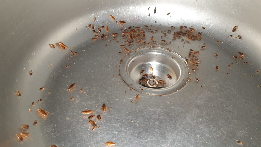 Как избавиться от личинок тараканов в труднодоступных местах в квартире г. Наро-Фоминск Московской области?