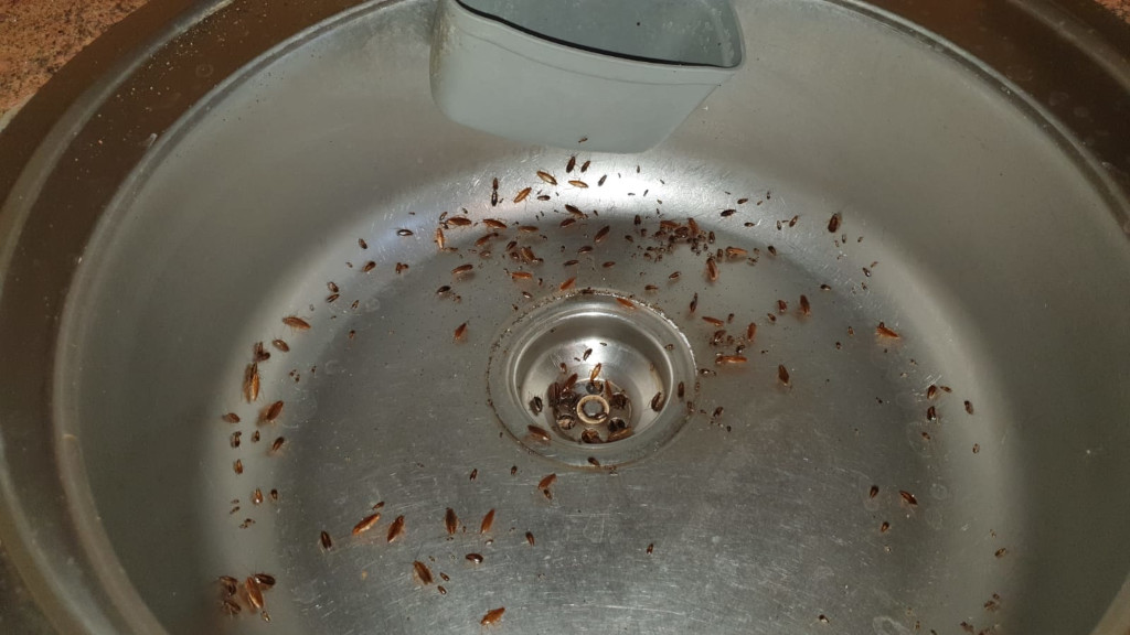 Уничтожение и обработка от тараканов в Коломне с дезинфекцией от СЭС Biotriks