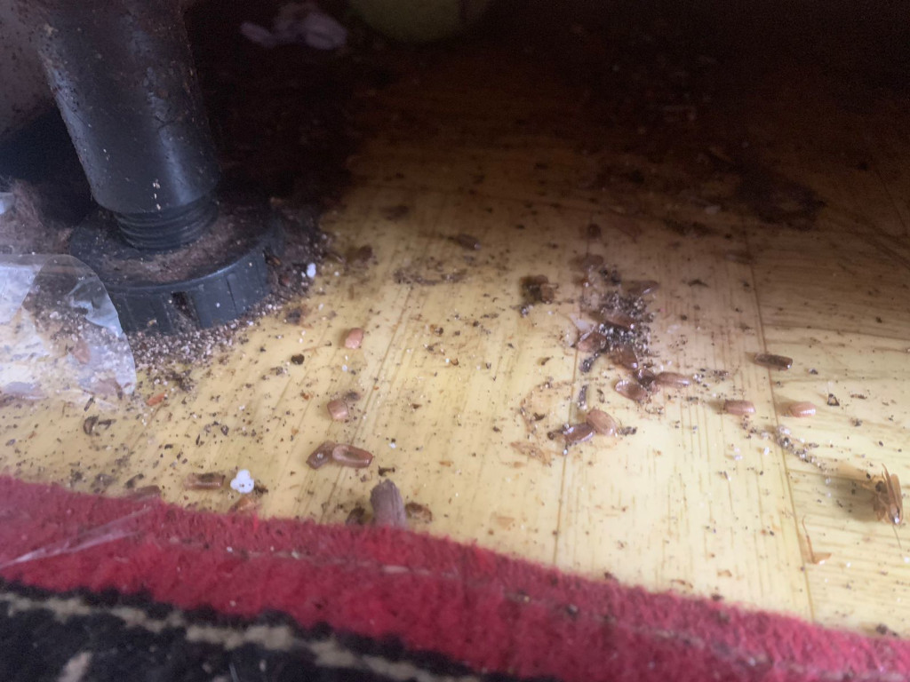 уничтожение тараканов в квартире цены москва