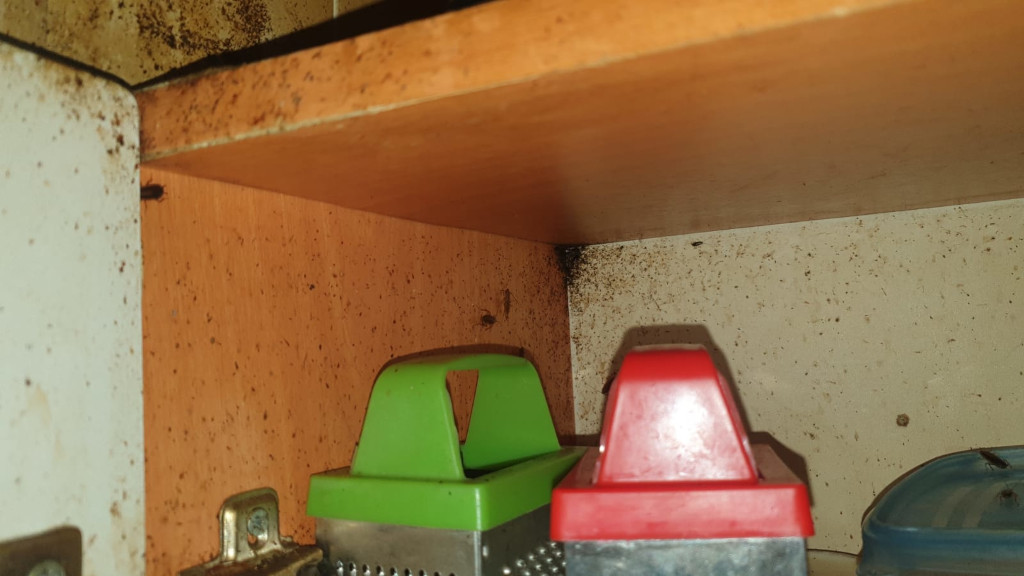 тараканы в квартире г. Балашиха с обработкой и уничтожением