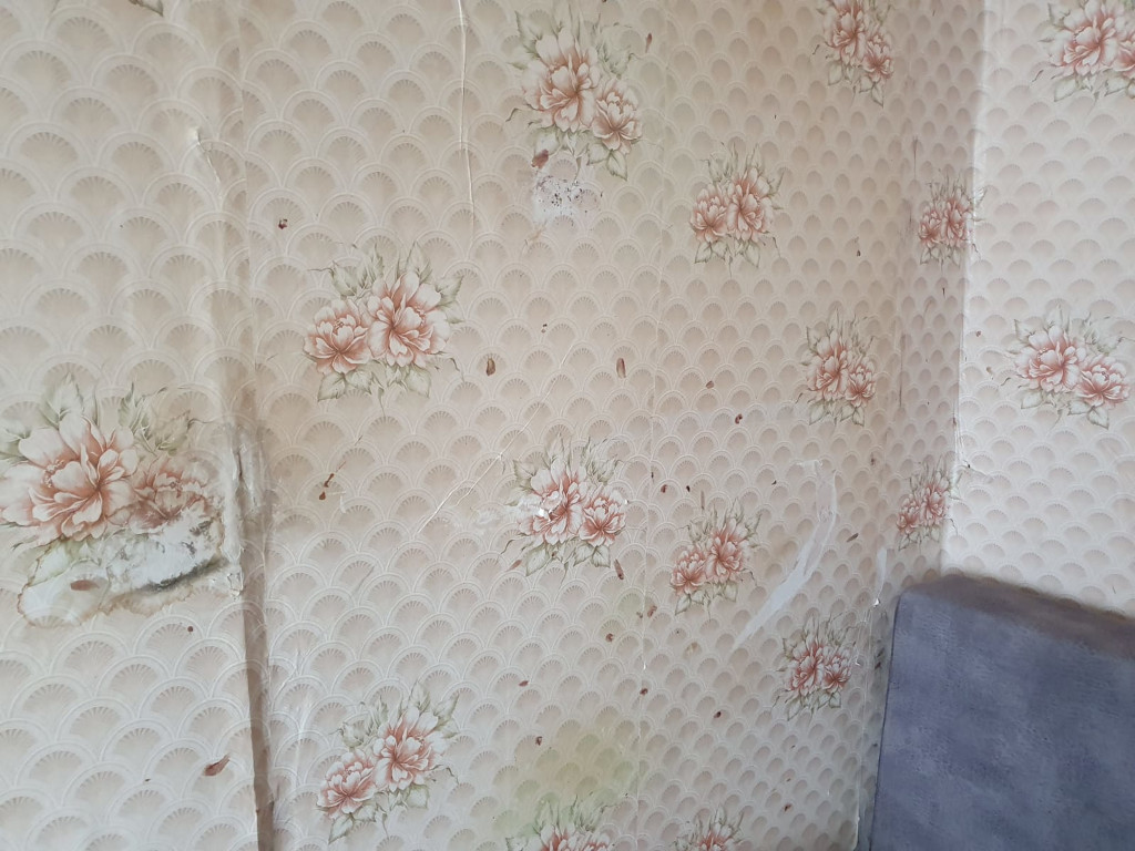 домашние тараканы перед травлей и обеззараживанием квартиры в Подольске и Московской области