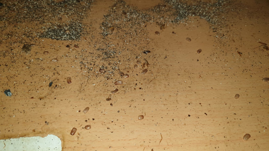 тараканы домашние в Люберцах перед уничтожением и обработкой