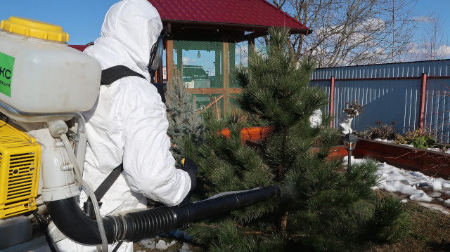 Мощные средства обработки хвойных деревьев в Московской области от самых распространенных болезней
