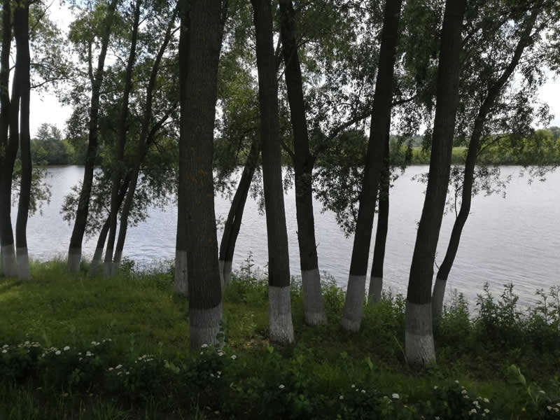 Обработка деревьев от гусениц в Московской области