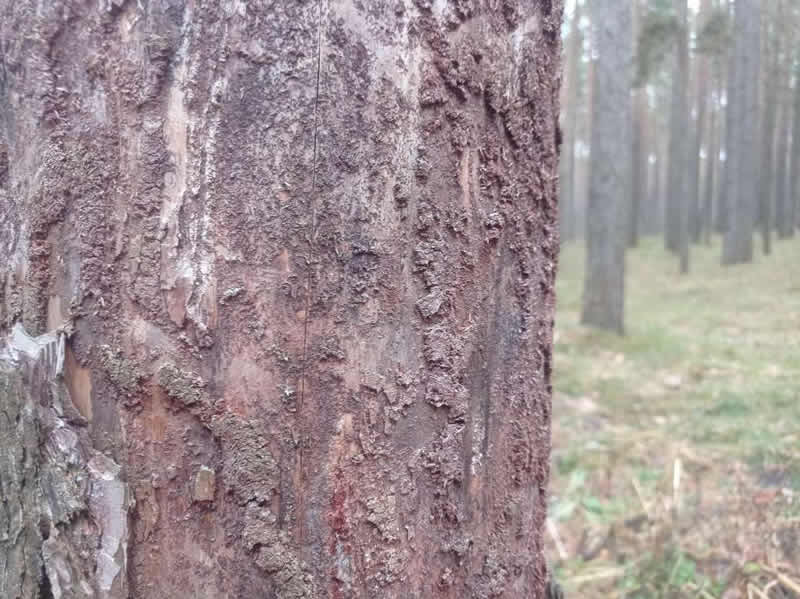 Деревья, зараженные жуком-короедом в Московской области