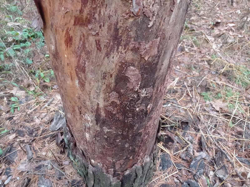 Дерево, погрызенное жуком короедов в Подмосковье