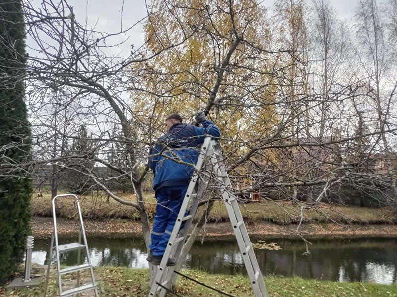 Внутристволовые инъекции для деревьев в Москве и Московской области