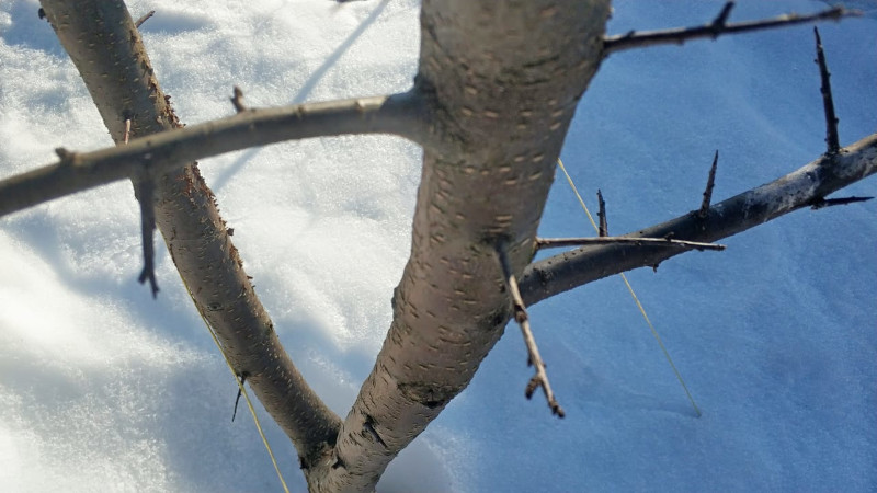 Обработка и опрыскивание деревьев весной в Наро-Фоминске