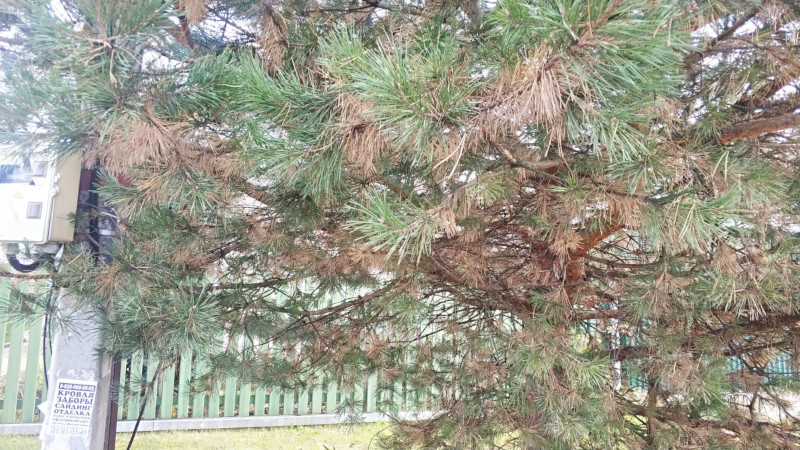 Опрыскивание деревьев весной в Москве и Московской области от Биотрикс