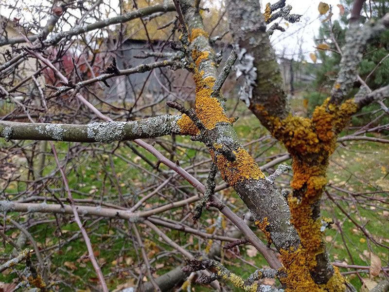 Опрыскивание деревьев весной от вредителей и болезней в Химках, Подольске, Мытищах, Балашихе от Биотрикс