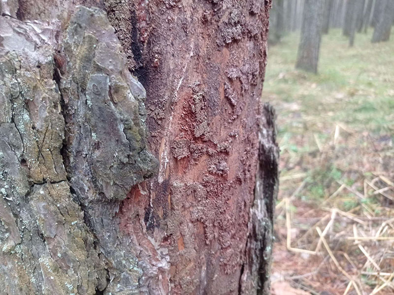 опрыскивание деревьев от короеда в Московской области