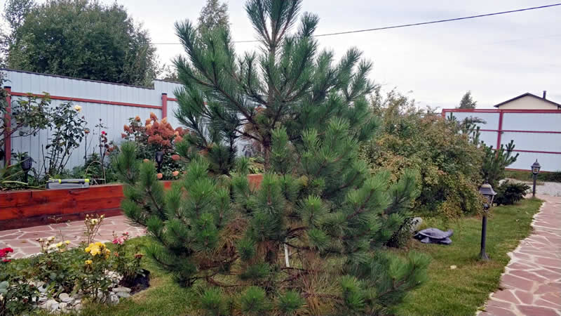 Осенняя обработка деревьев и сада в городах Балашиха, Подольск, Химки, Мытищи