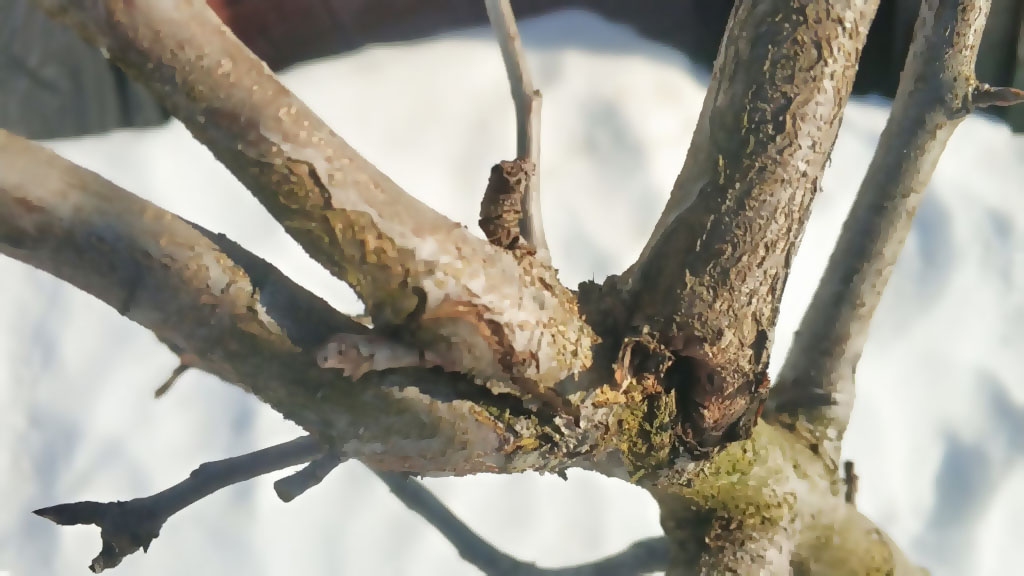Обработка деревьев от болезней и насекомых Жуковский весной