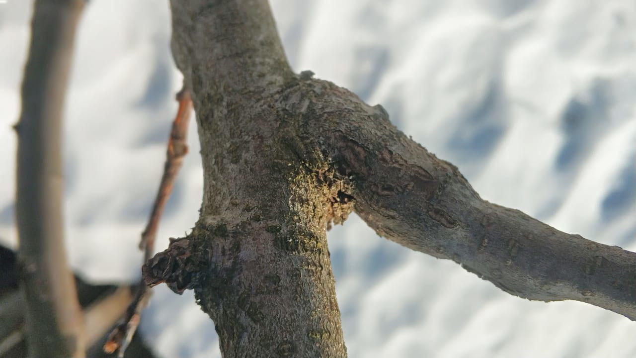 Весенняя обработка деревьев в г. Голицыно от насекомых и болезней - опрыскивание на участке весной