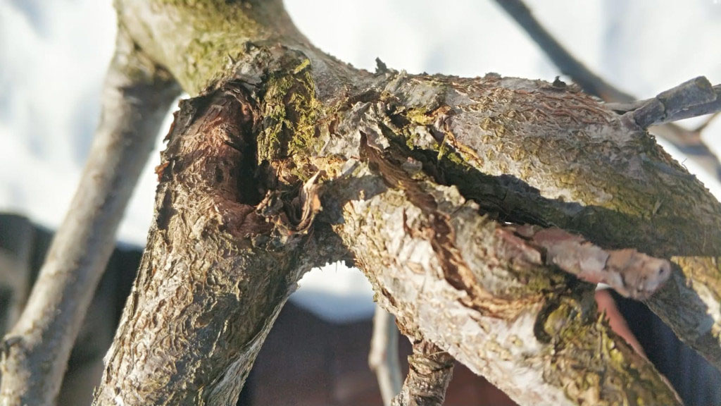 Весенняя обработка деревьев от болезней и насекомых в Краснознаменске на участке весной  - качественное опрыскивание
