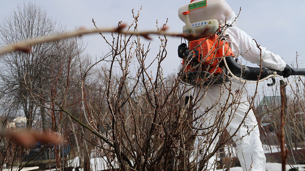 качественная промывка деревьев в саду на территории участка в Московской области препаратом 30+