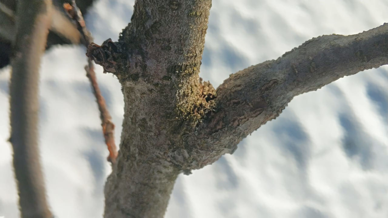 Весенняя обработка деревьев в Электрогорске от насекомых и болезней по цене дезинфекторов