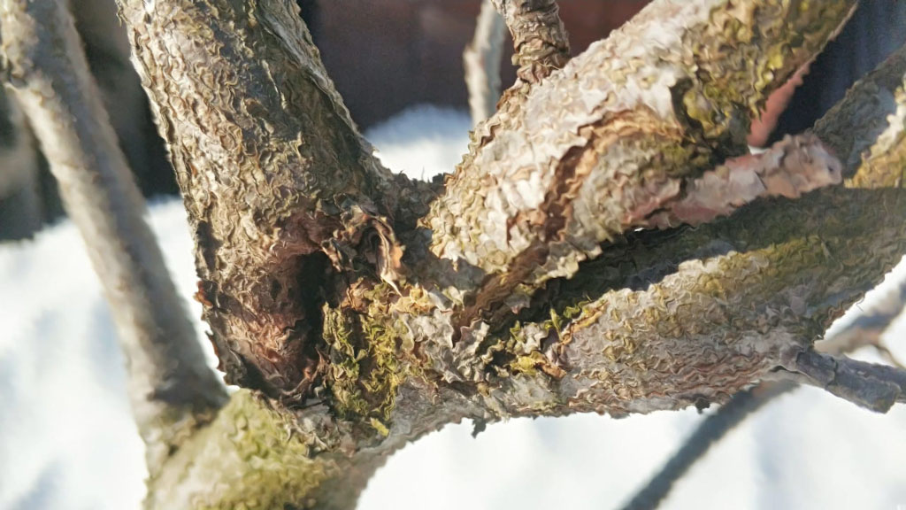 Обработка деревьев от болезней и насекомых в г. Королёв весной