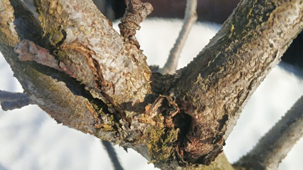 Обработка деревьев от болезней и насекомых в г. Королёв весной от дезинсекторов СЭС Биотрикс