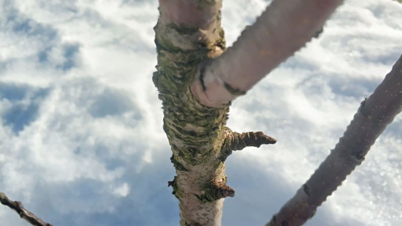 Весенняя обработка деревьев в г. Дубна от болезней и вредителей в саду на участке весной