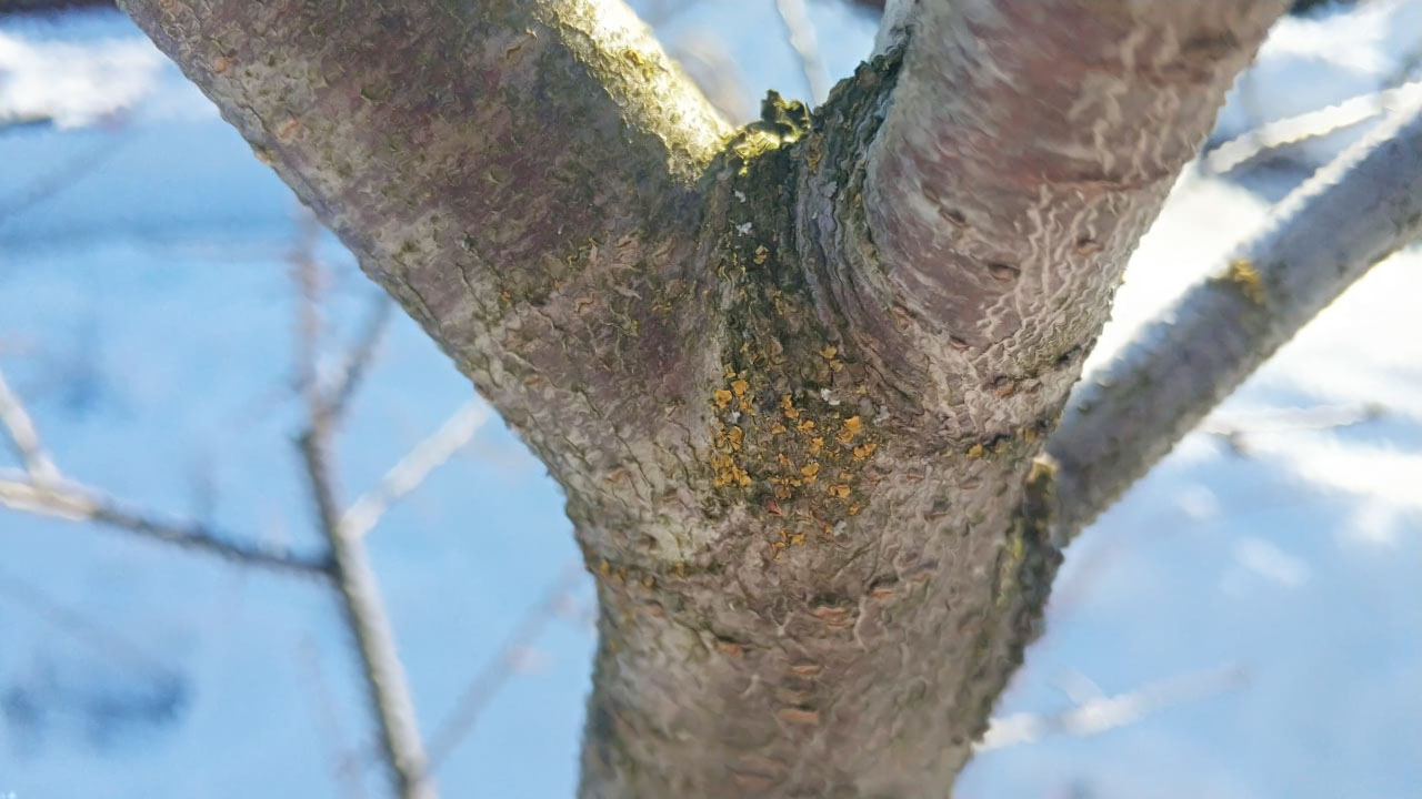 Обработка деревьев от болезней и насекомых в г. Озеры весной от СЭС Биотрикс