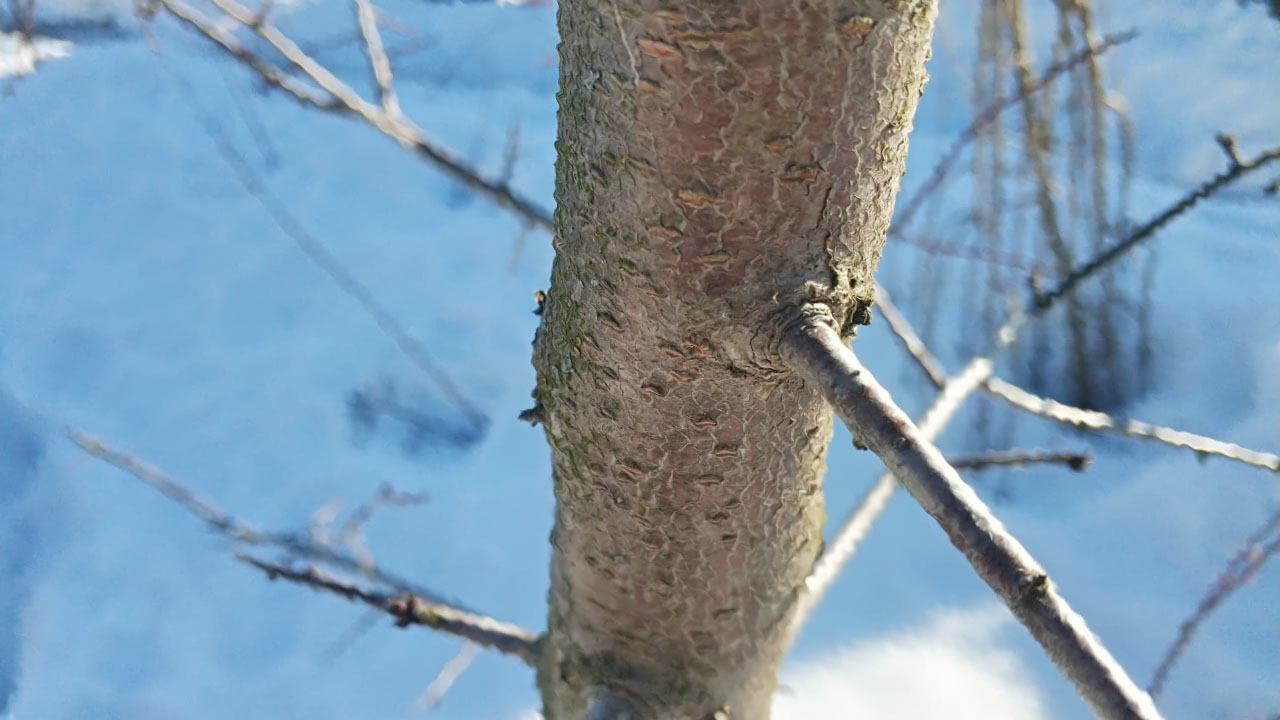 Весенняя обработка деревьев в Солнечногорске от насекомых и болезней недорого