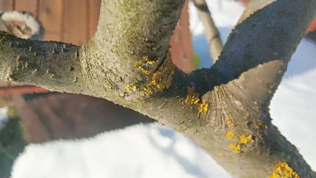 Обработка деревьев от болезней и насекомых в Лобня весной профессиональными средствами
