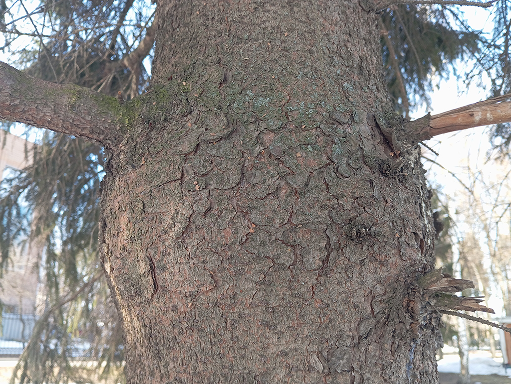 Весенняя обработка хвойных и плодовых деревьев в г. Нахабино с опрыскиванием от насекомых и болезней весной от СЭС Биотрикс опытным дезинфекторами