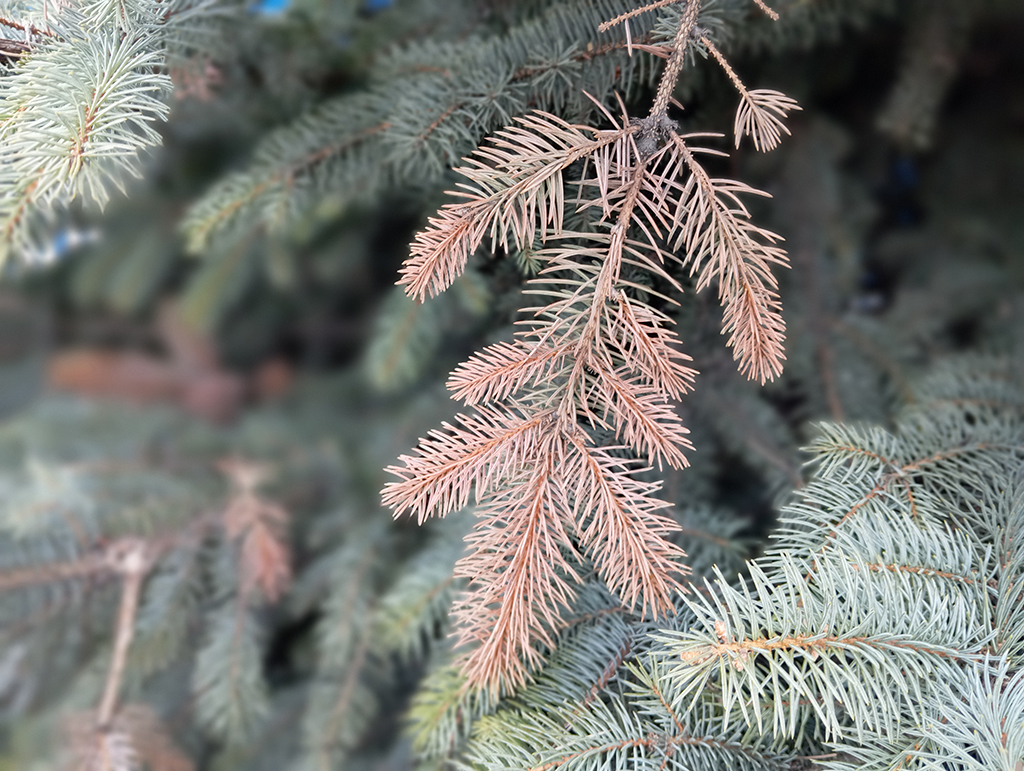 Какие заболевания елок и ствола чаще всего встречаются у елей, сосен, пихты, лиственницы и других хвойных деревьев в Московской области?
