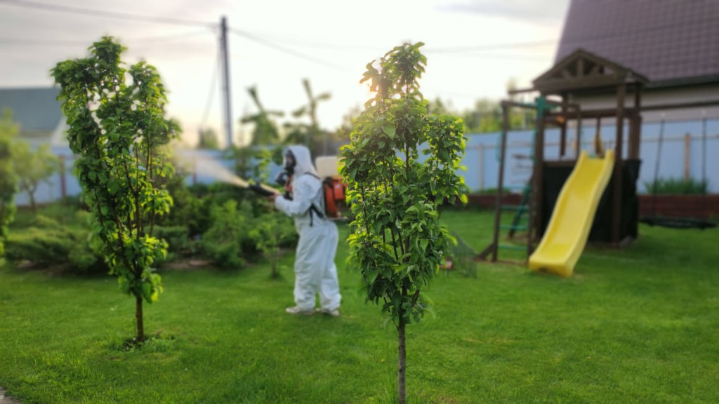 Весенняя обработка плодовых и хвойных деревьев в Заокском районе