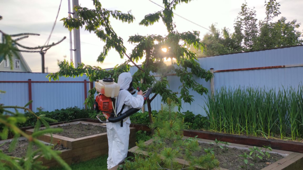 Профессиональная ранняя обработка деревьев плодовых и хвойных от дезинсекторов компании Биотрикс. Обработать дерево от насекомых и вредителей недорого в ближайшие дни.