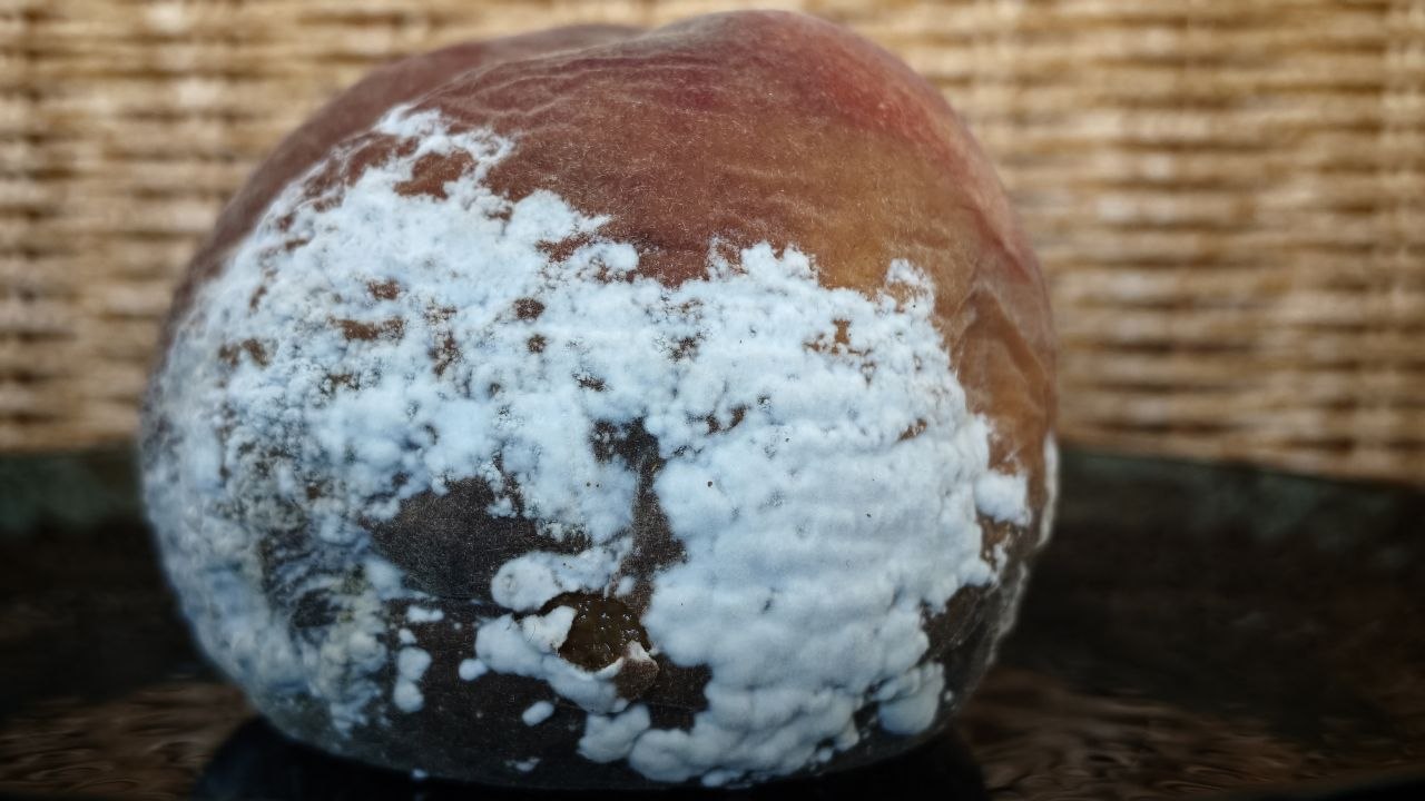 Устранение запаха испорченных продуктов из уплотнителей холодильника
