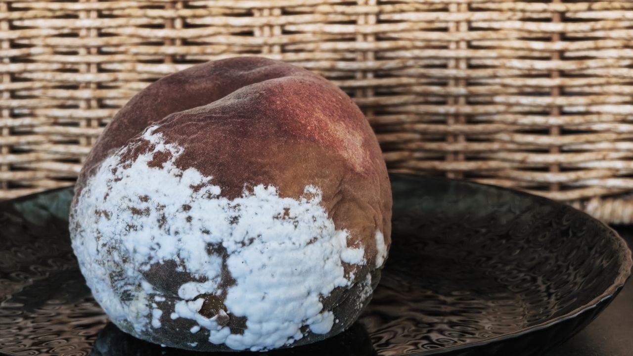 Устранение запаха разлагающихся продуктов из холодильника профессиональными методами